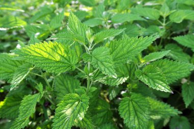Doğal aşırı gelişmiş ısırgan otları (Urtica dioica).