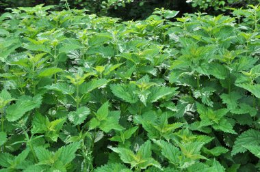 Doğal aşırı gelişmiş ısırgan otları (Urtica dioica).