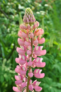 Bahar bahçesinde Lupine çiçek açar