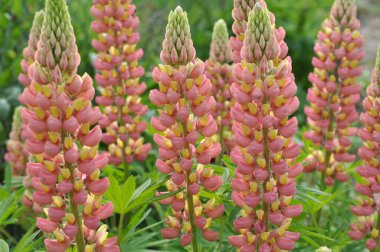Bahar bahçesinde Lupine çiçek açar
