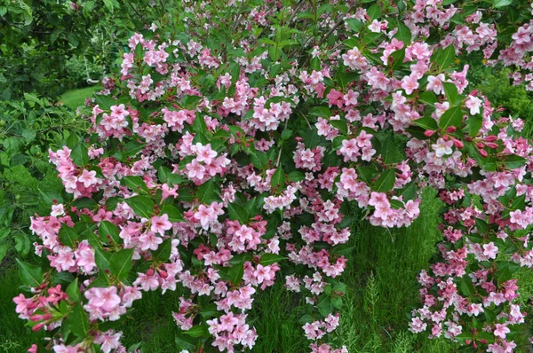 Weigela fiorisce in giardino . — Foto Stock