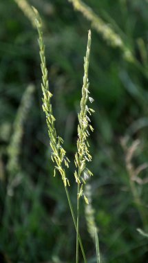 Çayırlarda mısır gevreği yetiştirirken kanepe çimenleri (Elymus tövbe eder))