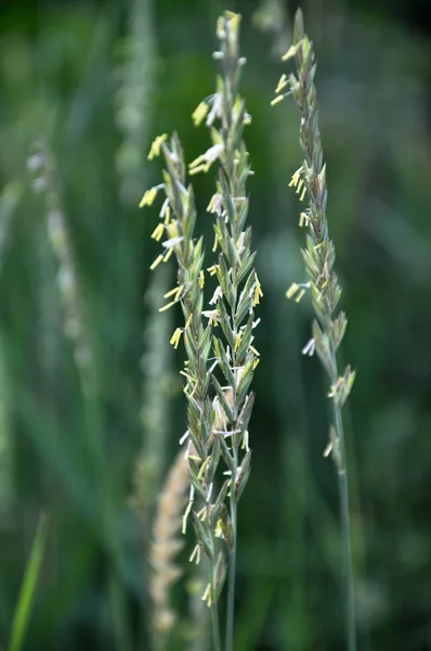 På ängen växer spannmål växt soffa gräs (Elymus repens) — Stockfoto