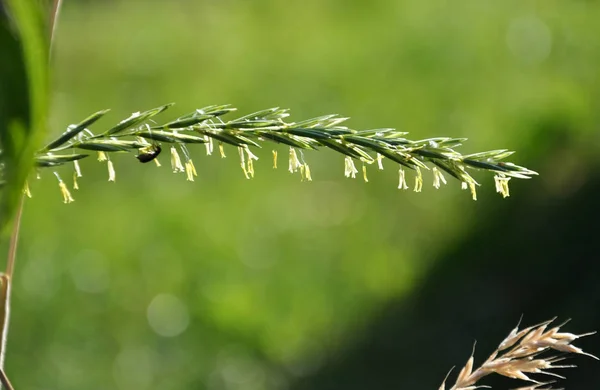 In the meadow growing cereal plant couch grass (Elymus repens) — Stock Photo, Image