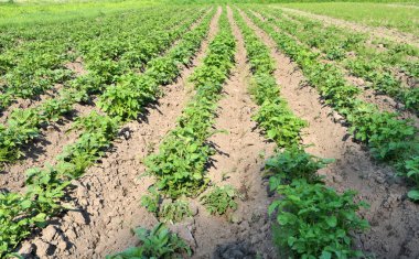 Patatesler tarlada yetişir.