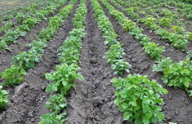 Patatesler tarlada yetişir.