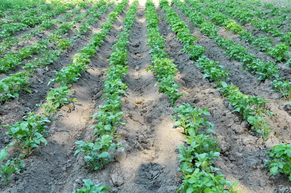 Potatoes are grown in the field — Stock Photo, Image