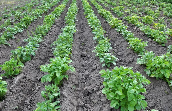 Patatesler tarlada yetişir.