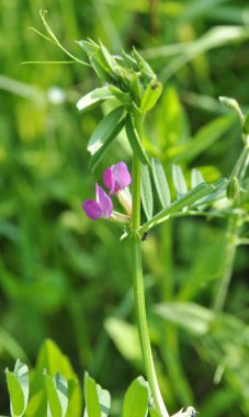Siyah bezelye (Vicia sativa subsp. Nigra) m 'de çiçek açar