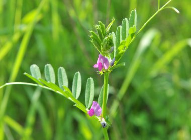 Siyah bezelye (Vicia sativa subsp. Nigra) m 'de çiçek açar