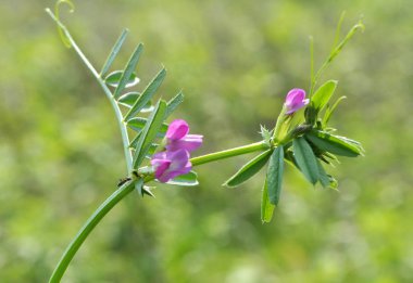 Siyah bezelye (Vicia sativa subsp. Nigra) m 'de çiçek açar