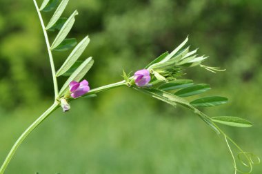 Siyah bezelye (Vicia sativa subsp. Nigra) m 'de çiçek açar