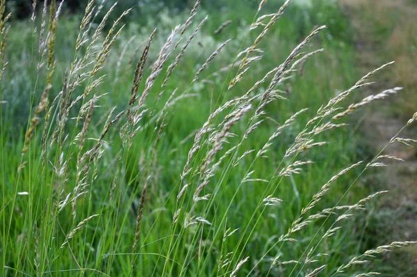 В природе выращивают злаковые травы. — стоковое фото