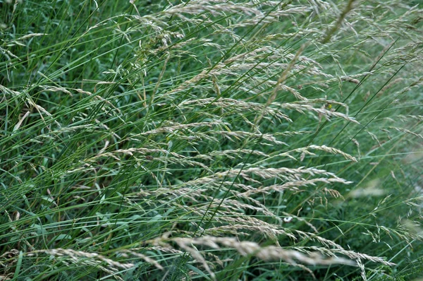 在自然界中，它们是种植谷物的草本植物 — 图库照片