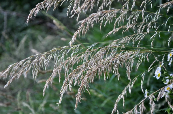 In nature, they are growing cereals herbs — Stockfoto