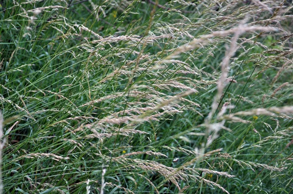 En la naturaleza, están cultivando hierbas de cereales —  Fotos de Stock