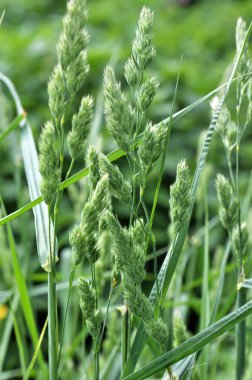 Çiçekli Dactylis glomerata