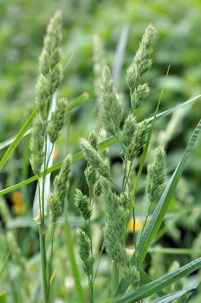 Flowering Dactylis glomerata — Stock Photo, Image