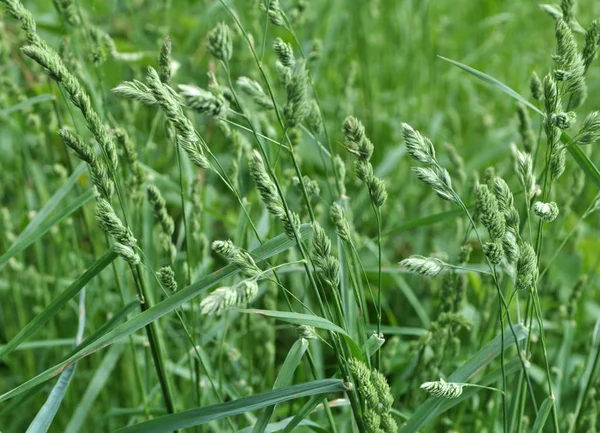 Flowering Dactylis glomerata — Stock Photo, Image