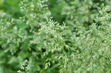Poa grows in the meadow among wild grasses.