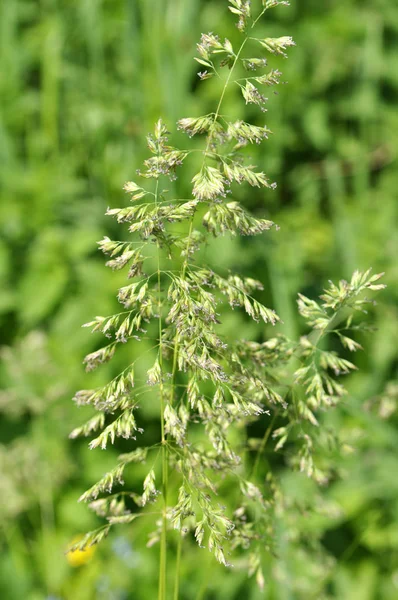 Poa grows in the meadow among wild grasses. — Stock Photo, Image