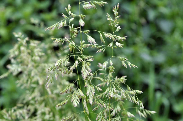 Poa grows in the meadow among wild grasses.