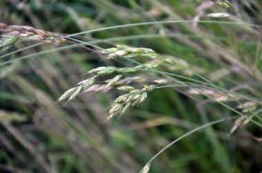 Bromus çayırlarda yetişir.