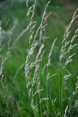In the meadow among grasses grows ryegrass (Arrhenatherum elatiu clipart