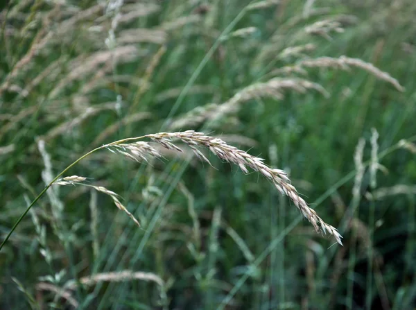 Na łące wśród traw rośnie żyta trawa (Arrhenatherum elatiu — Zdjęcie stockowe