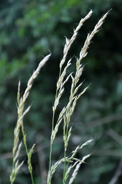 No prado entre gramíneas cresce azevém (Arrhenatherum elatiu — Fotografia de Stock