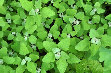 Doğada kinoa yetişir (Chenopodium)