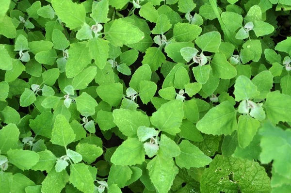 Στη φύση, η μεγαλώνει κινόα (Chenopodium) — Φωτογραφία Αρχείου