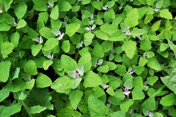 Στη φύση, η μεγαλώνει κινόα (Chenopodium) — Φωτογραφία Αρχείου