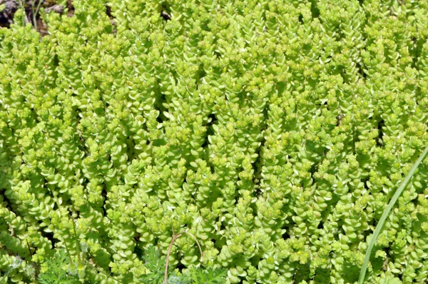 Steinkraut (sedum acre) wächst in freier Wildbahn — Stockfoto