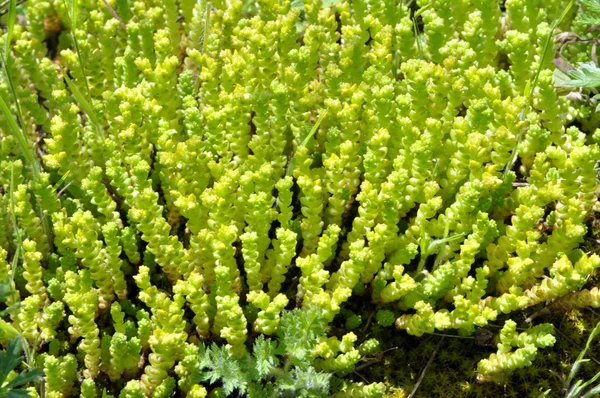 Stonecrop (Sedum acre) grows in the wild — Stock Photo, Image