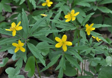 Ormanda bahar mevsimi şakayık sarısı açar (Anemone ranculoide