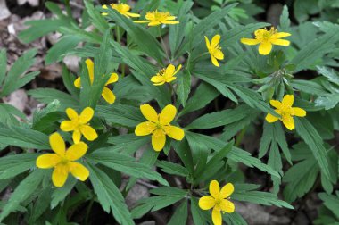 Ormanda bahar mevsimi şakayık sarısı açar (Anemone ranculoide