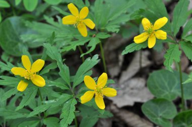 Ormanda bahar mevsimi şakayık sarısı açar (Anemone ranculoide