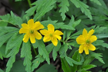 Ormanda bahar mevsimi şakayık sarısı açar (Anemone ranculoide