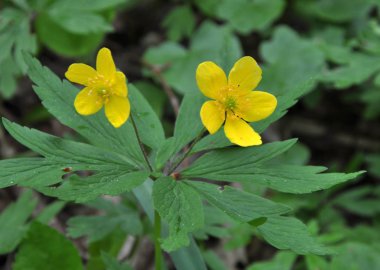 Ormanda bahar mevsimi şakayık sarısı açar (Anemone ranculoide