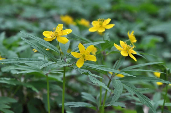 Primavera na floresta floresce anêmona amarela (Anêmona ranunculoide — Fotografia de Stock