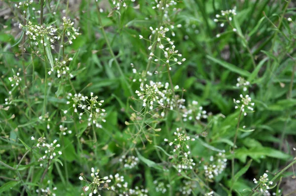 Capsella bursa-pastoris kvete v přírodě — Stock fotografie