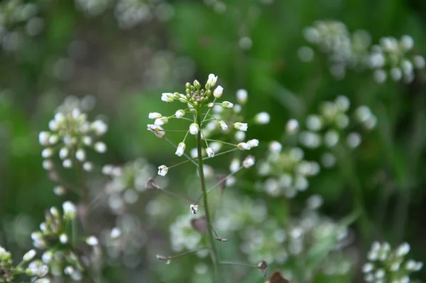 Capsella bursa-pastoris blooms in nature — Stock Photo, Image