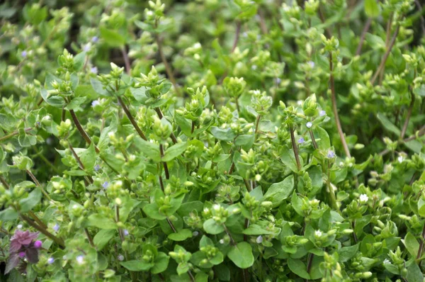 In the field in the soil grows Stellaria media — Stock Photo, Image