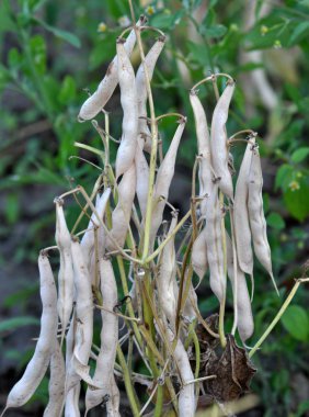 Fasulye kabuğunun üzerinde.