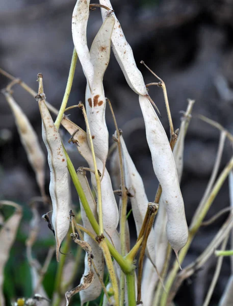 On the stem of beans ripe pods