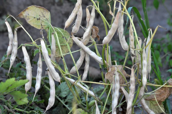 On the stem of beans ripe pods