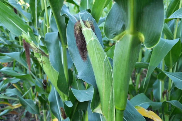 La mazorca madura en un tallo de maíz — Foto de Stock