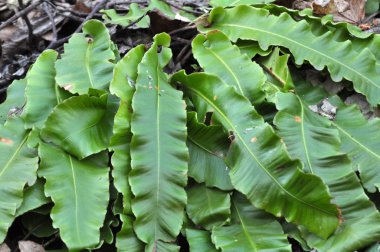 Vahşi doğada, eğreltiotu Asplenium scolopendrium yetişir