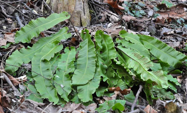 In the wild, fern Asplenium scolopendrium grows — 图库照片